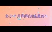多少个月狗狗训练最好