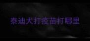 泰迪犬打疫苗打哪里