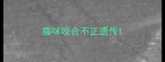 猫咪咬合不正遗传