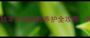 安静边牧养成记边境牧羊犬低能耗养护全攻略附训练饮食健康指南