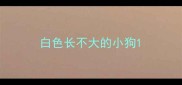 白色长不大的小狗