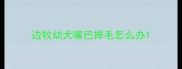 边牧幼犬嘴巴掉毛怎么办