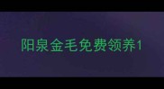 阳泉金毛免费领养