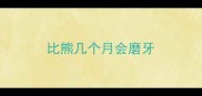 比熊几个月会磨牙