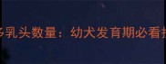 拉布拉多乳头数量幼犬发育期必看护理指南