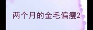 两个月的金毛偏瘦