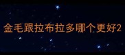 金毛跟拉布拉多哪个更好