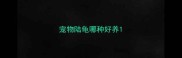 宠物陆龟哪种好养