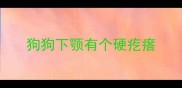 狗狗下颚有个硬疙瘩