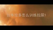 拉布拉多怎么训练拉尿