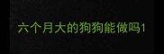 六个月大的狗狗能做吗