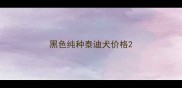 黑色纯种泰迪犬价格