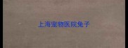 上海宠物医院兔子