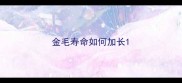 金毛寿命如何加长