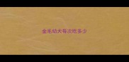 金毛幼犬每次吃多少