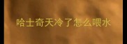 哈士奇天冷了怎么喂水