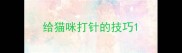 给猫咪打针的技巧