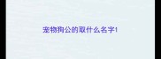 宠物狗公的取什么名字