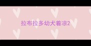 拉布拉多幼犬着凉