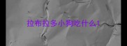拉布拉多小狗吃什么