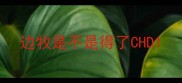 边牧是不是得了CHD