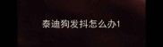 泰迪狗发抖怎么办