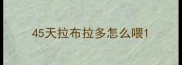 45天拉布拉多怎么喂