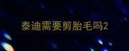 泰迪需要剪胎毛吗