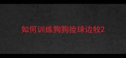 如何训练狗狗捡球边牧