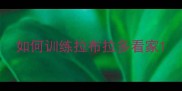 如何训练拉布拉多看家