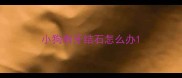 小狗有牙结石怎么办