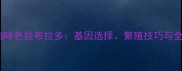如何科学培育咖啡色拉布拉多基因选择繁殖技巧与全周期养护指南