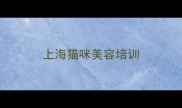 上海猫咪美容培训