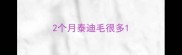 2个月泰迪毛很多