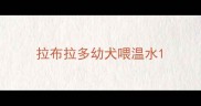 拉布拉多幼犬喂温水