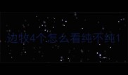 边牧4个怎么看纯不纯