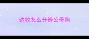 边牧怎么分辨公母狗