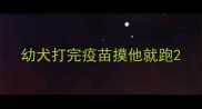 幼犬打完疫苗摸他就跑