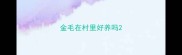 金毛在村里好养吗
