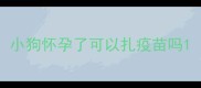 小狗怀孕了可以扎疫苗吗