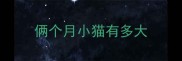 俩个月小猫有多大