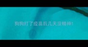 狗狗打了疫苗后几天没精神