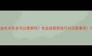 金毛犬毛发可以修剪吗专业级修剪技巧与注意事项