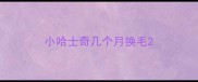 小哈士奇几个月换毛