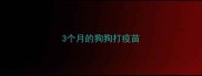 3个月的狗狗打疫苗