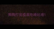 狗狗打完疫苗吃啥吐啥