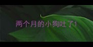 两个月的小狗吐了
