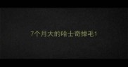 7个月大的哈士奇掉毛