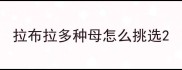 拉布拉多种母怎么挑选