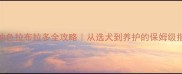 奶油色拉布拉多全攻略从选犬到养护的保姆级指南